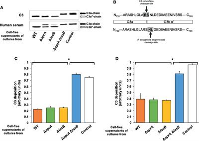 Molecular Analysis of the Contribution of Alkaline Protease A and Elastase B to the Virulence of Pseudomonas aeruginosa Bloodstream Infections